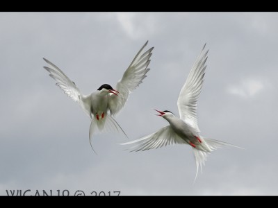 Arctic Terns by Ed Roper Arctic Terns by Ed Roper