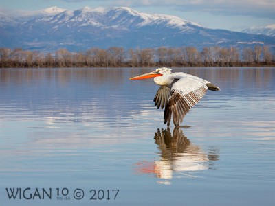 Dalmation Pelican Skimming Lake by Robert Millin Dalmation Pelican Skimming Lake by Robert Millin
