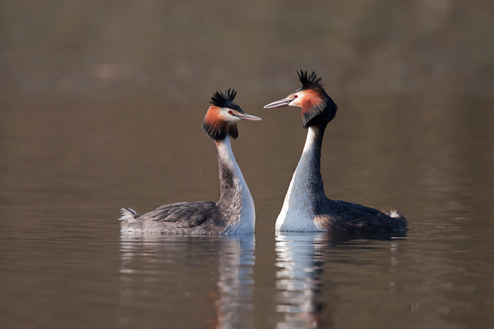 Great Crested Grebes by Ed Roper | Wigan 10