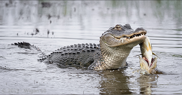 Gator with Bass by Kitty Walsh | Wigan 10