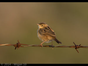 Amateur Photography Club GB Cup Nature 2014