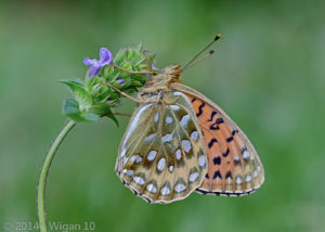 Amateur Photography Club GB Cup Nature 2014