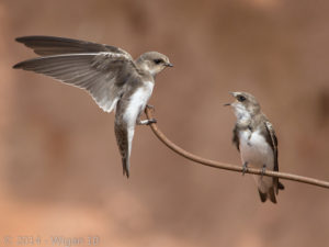 Young Sand Martins by Roy Rimmer