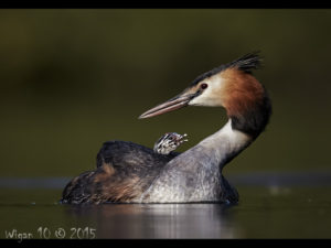 Great Crested Grebe with Chick by Austin Thomas - Photography Club