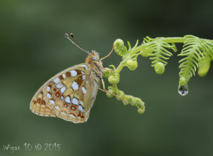 High Brown Fritillary by Chris Hague - Photography Club