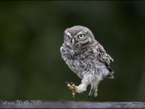 Juvenille Little Owl running by Austin Thomas - Photography Club