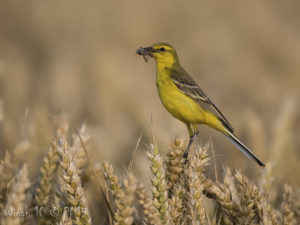 Yellow Wagtail by Roy Rimmer - Photography Club
