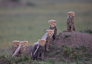 Six Cheetah Cubs Looking Out by Austin Thomas