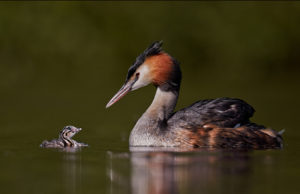 Great Crested Grebe and Chick by Austin Thomas