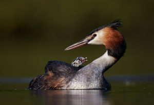 Great Crested Grebe with Chick by Austin Thomas