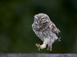 Juvenille Little Owl ( Athene noctua) Running by Austin Thomas