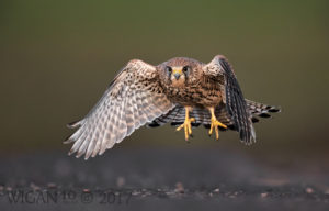 Kestrel in Flight by Austin Thomas