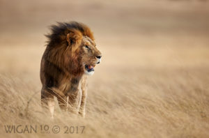 Lion Standing in Grasses by Austin Thomas