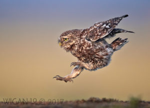 Little Owl Landing by Austin Thomas