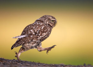 Little Owl Running with a Loose Feather by Austin Thomas