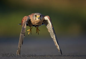 Male Kestrel Flying by Austin Thomas