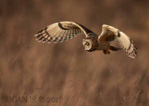 Short Eared Owl Hunting in a Meadow by Austin Thomas