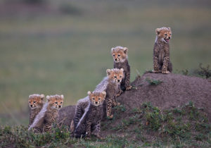 Six Cheetah Cubs by Austin Thomas