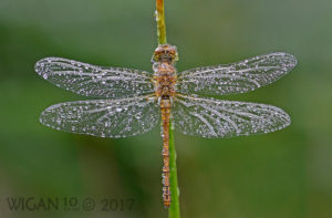 Black darter by Chris Hague