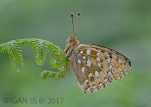 Dark Green Fritillary by Chris Hague