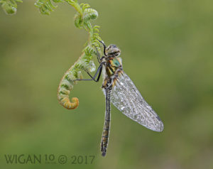 Downy Emerald by Chris Hague