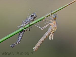 Newly Emerged Pyrrhosoma Nymphula by Chris Hague