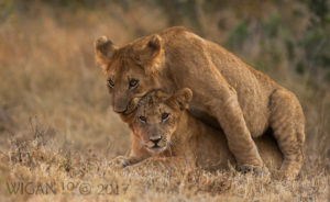 Mara Lion Cubs