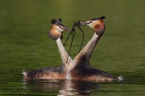Great Crested Grebes performing Weed Dance by Ed Roper