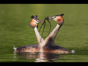Grebes Performing the Weed Dance by Ed Roper