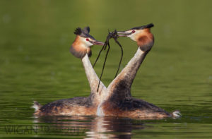 Grebes Performing the Weed Dance by Ed Roper