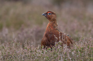 Red Grouse by Ed Roper