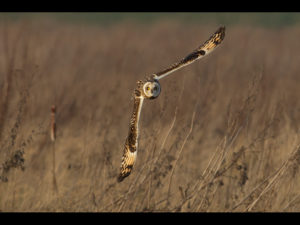 Short Eared Owl Hunting by Ed Roper