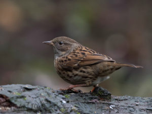 Dunnock by Phil Barber