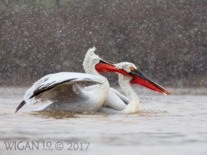 Dalmation Pelican Snowfight by Robert Millin