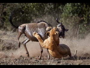 Lion and Wildebeest by Austin Thomas