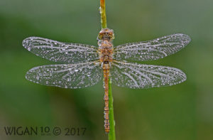 Black Darter by Chris Hague