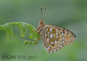 Dark Green Fritillary by Chris Hague