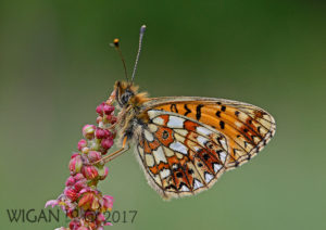 Small Pearl Bordered Fritillary by Chris Hague