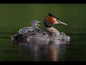 Great Crested Grebe with Chicks