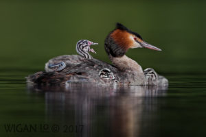 Great Crested Grebes with Chicks