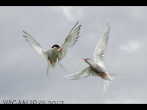Arctic Terns by Ed Roper