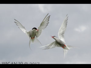 Arctic Terns by Ed Roper