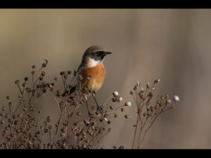 Stonechat by Ed Roper