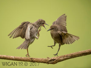 Juvenile Starling Squabble by Phil Barber