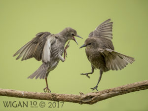 Juvenile Starling Squabble by Phil Barber