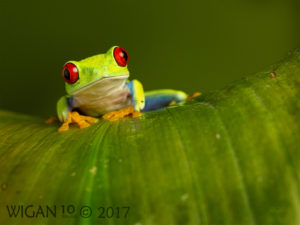 Red Eyed Green Tree Frog by Robert Millin