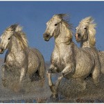 Galloping Horses Amateur Photography Club