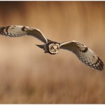 Short Eared Owl Hunting by Austin Thomas Amateur Photography Club