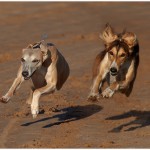 Neck and Neck by Austin Thomas Amateur Photography Club