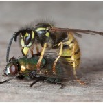 Wasp with Fly by Roy Rimmer Amateur Photography Club